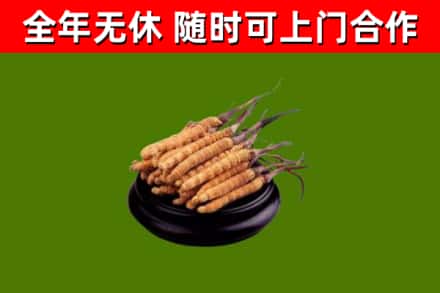 双桥区烟酒回收冬虫夏草.jpg